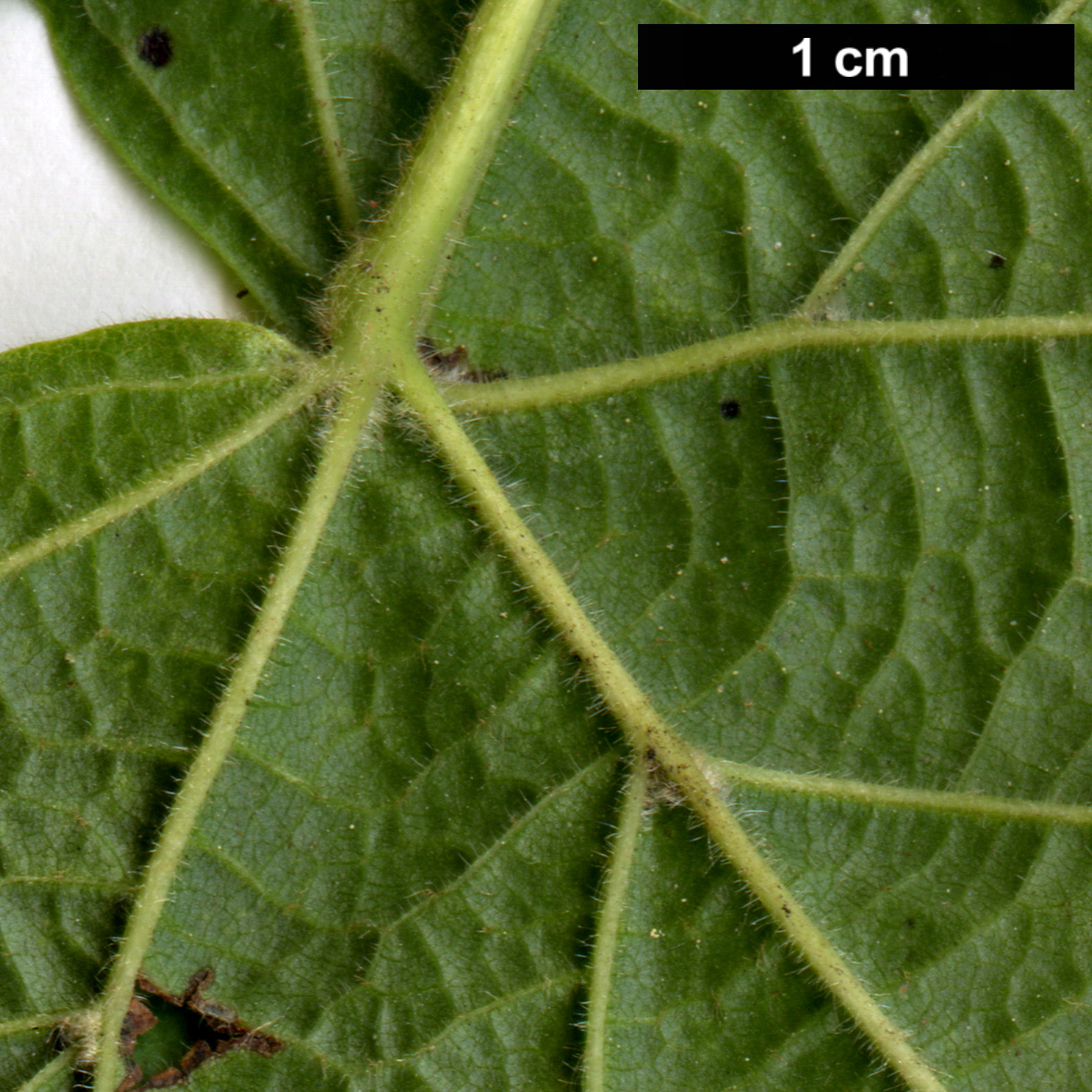High resolution image: Family: Malvaceae - Genus: Tilia - Taxon: platyphyllos - SpeciesSub: subsp. cordifolia